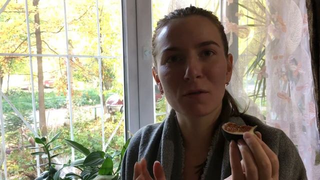 ВПЕРВЫЕ ПРОБУЕМ ИНЖИР 🤪/ пикинес оценил / дегустирую инжир / осень 🍂 сентябрь - Октябрь 2020 смотреть онлайн