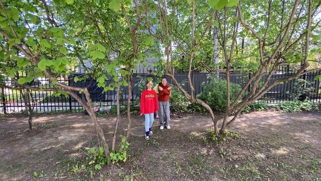 Гинг-конги смотреть онлайн