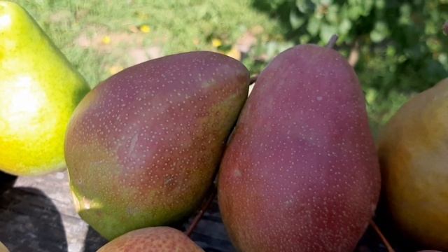 Осенние и зимние груши: обзор некоторых сортов смотреть онлайн