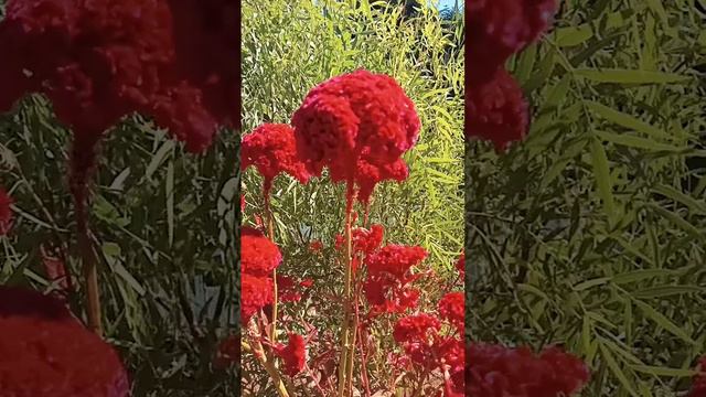 A incrivelmente beleza da planta CRISTA DE GALO смотреть онлайн