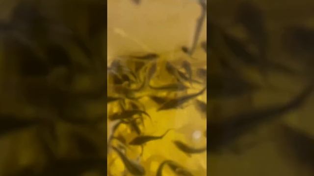 Корм для Осетра #белугафиш #осетроваяферма #узв #shortvideo #осетр #рыбалка #садки #форель смотреть онлайн