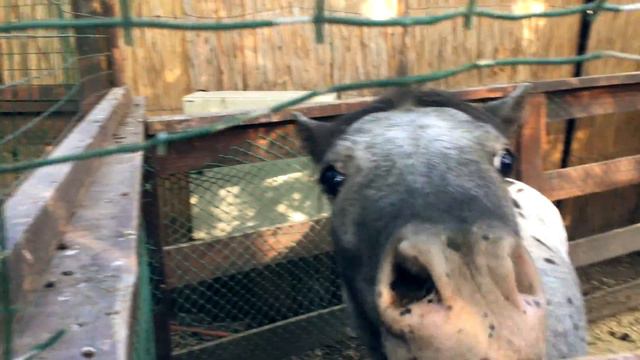 Ариша в зоопарке кормит животных | Контактный зоопарк | Adventure In Zoo