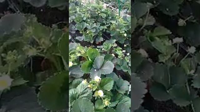 Он думал, что я не знаю, какой это сорт клубники!) И он, был прав!( смотреть онлайн