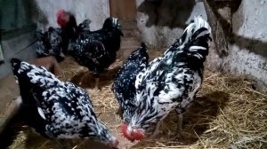 Ливенская мраморная порода кур!!! Формируем новую семью!!!