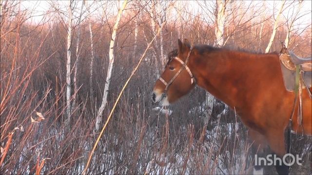 Сибирские косули и лоси. Поездка в лес. Sibirische Rehe und Elche. Fahrt in den Wald. смотреть онлайн