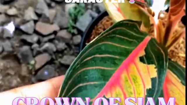 AGLAONEMA SULTAN CROWN OF SIAM #alabihijauku смотреть онлайн
