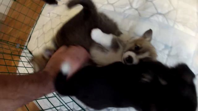Щенки вельш корги пемеброк 1 мес FUNKYFOX LITTER A смотреть онлайн