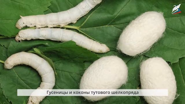 Текстильные материалы животного происхождения смотреть онлайн