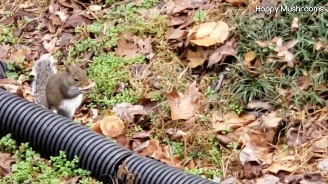 Who eat my honey mushroom? смотреть онлайн