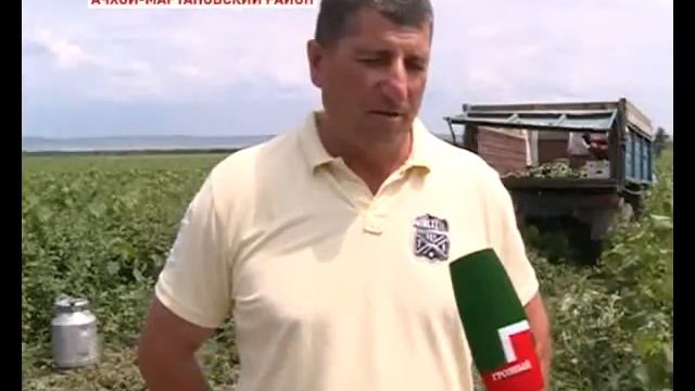 Госхоз «Ачхой-Мартановский» собирает урожай огурцов смотреть онлайн