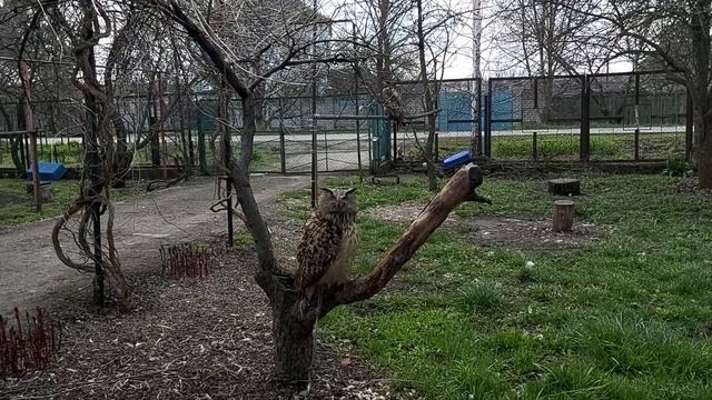 Серая #ворона отжимает еду у #филина ??? + промо #видео обзор "питомника" #animal-planet ??? #жесть смотреть онлайн