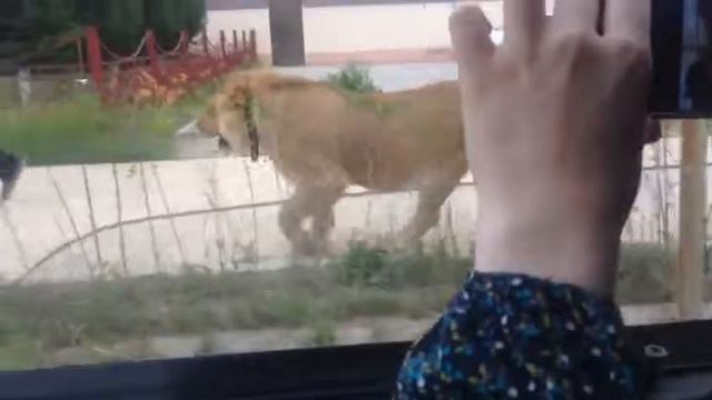 А лев в ДАГЕСТАНЕ гуляет по улицам☝ смотреть онлайн