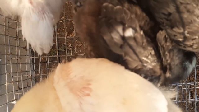 ВЫРАЩИВАНИЕ БРОЙЛЕРА БЕЗ КОМБИКОРМА?ИМ ДВЕ НЕДЕЛИ - КОГДА ПОРА ЗАБИВАТЬ ПТИЦУ НА МЯСО⁉️ смотреть онлайн