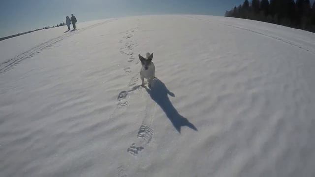 прогулка/джек рассел/GoPro Hero4 Black Editio смотреть онлайн