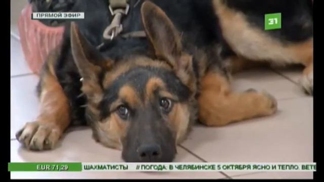 В Челябинске бесплатно прооперируют бездомных кошек и собак смотреть онлайн