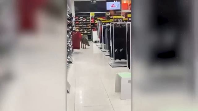 Невероятные Встречи с Дикими Животными смотреть онлайн