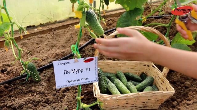 Огурец Ля-Мурр F1. В него действительно не возможно не влюбиться! смотреть онлайн