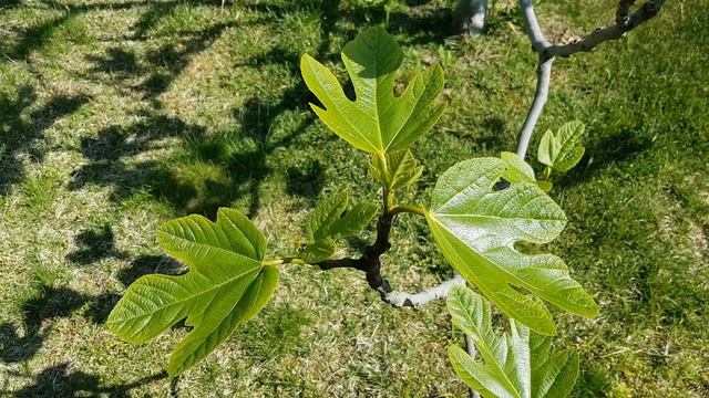 Инжир | Жизнь на Юге смотреть онлайн