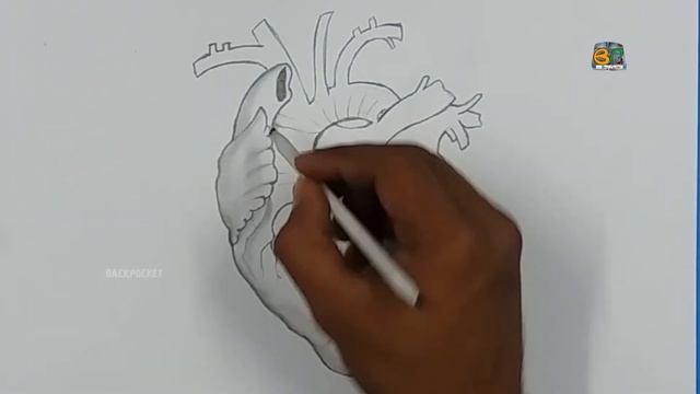 Human Heart 3D Drawing / EASY WAY TO DRAW A REALISTIC HUMAN HEART|| BACKPOCKET смотреть онлайн
