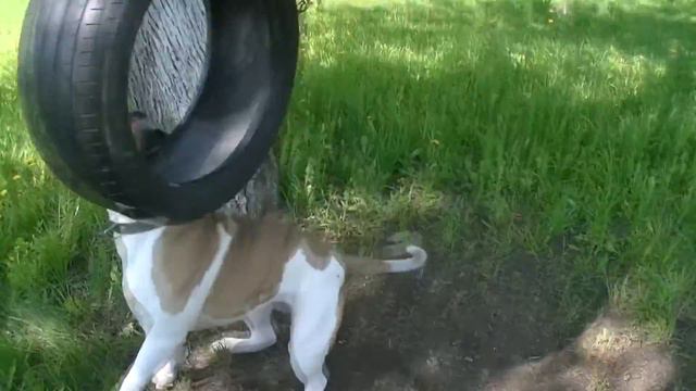 Аmerican Bulldog Bendzhamin Bryсe #americanbulldog #американскийбульдог смотреть онлайн