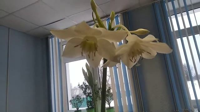 Здравствуй, Декабрь! смотреть онлайн
