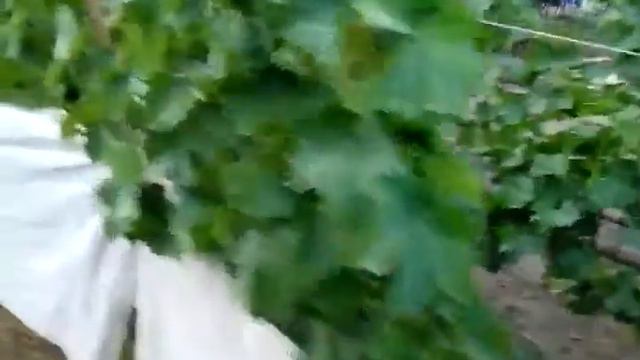 мой виноградник август 2017 смотреть онлайн
