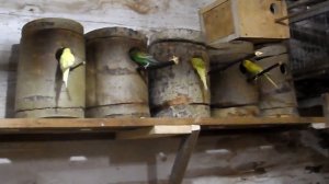 Размножение волнистых попугаев часть-1.