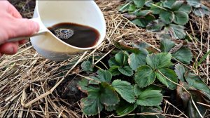 Подкормите этим клубнику в марте сразу после схода снега для невероятного урожая ягод!