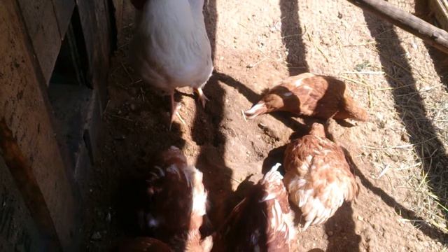 1) Куры Шейвер Браун купаются в свежем песке//Chickens breed Shaver Braun bathe in fresh sand смотреть онлайн