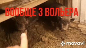 Абрикосы, вкусняшки от Татьяны, мои цыплята, утята, индюшата на продажу