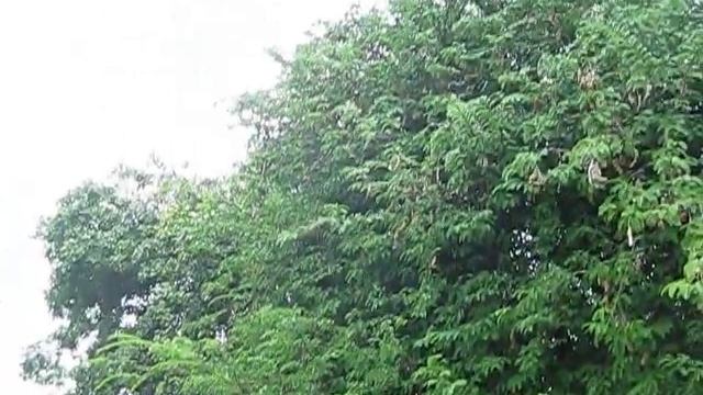 Tamarindus indica Large Tamarind Tree смотреть онлайн