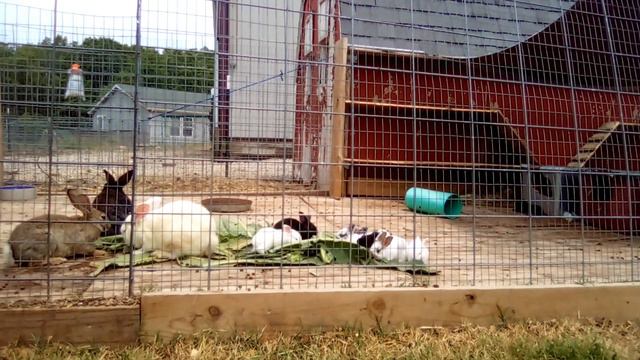 When Should You Butcher Meat Rabbit Kits? | The BEST Age and Weight смотреть онлайн