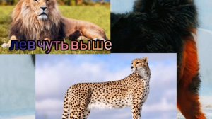 лев против гепарда кто сильнее? 🐆🦁💖💞