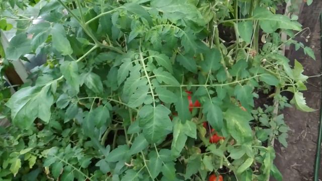 ЧТО ВЫРОСЛО. ПОДВОДИМ ИТОГИ2019 смотреть онлайн