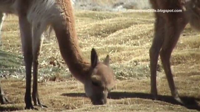 Vicuñas - Vicugna vicugna (SilvestresChile) смотреть онлайн