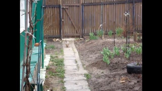 Йоркширский терьер Арчи охраняет свою территорию смотреть онлайн