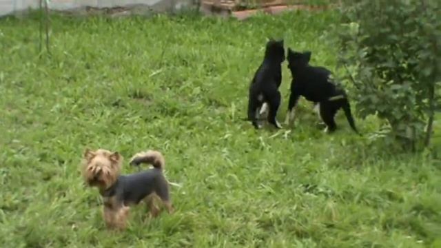 Щенки восточно-европейской овчарки из питомника Валентлайф - щенкам 65 дней - 07.09.2021 ч.6 смотреть онлайн