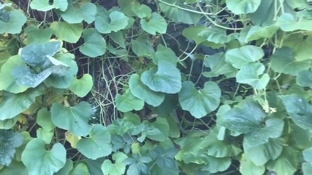 Живая изгородь из тыквы смотреть онлайн