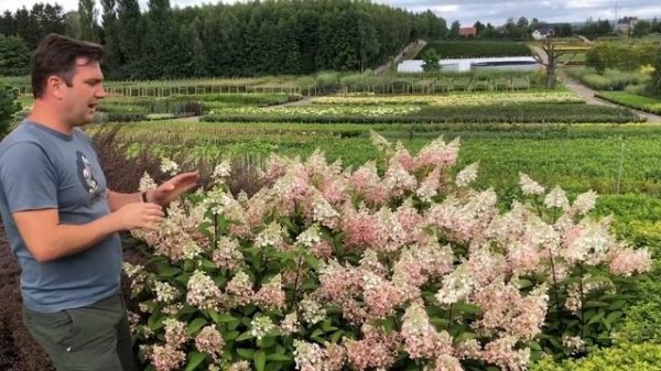 Hydrangea paniculata 'Candlelight' - Fehér, bugás hortenzia (kifejlett)