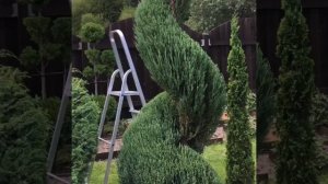 Топиарная стрижка можжевельника.