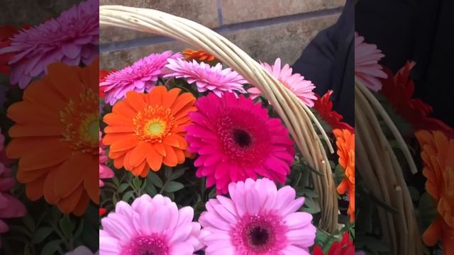 Доставка Цветов в Краснодаре. Корзина из гербер смотреть онлайн