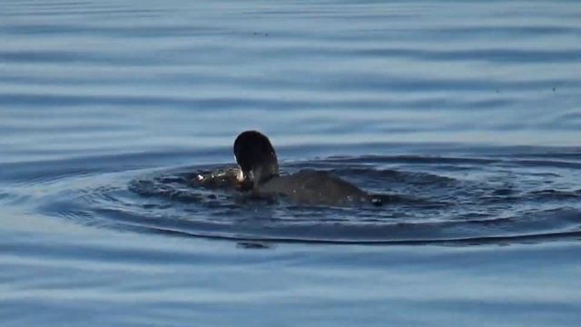 Лысуха ныряет за водорослями смотреть онлайн