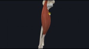 Плечелучевая мышца (m. brachioradialis) 3D Анатомия