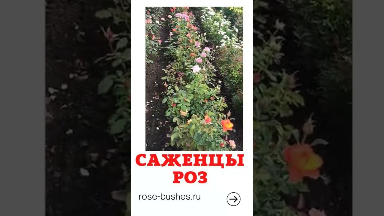 rose-bushes.ru(3) #интроклип смотреть онлайн