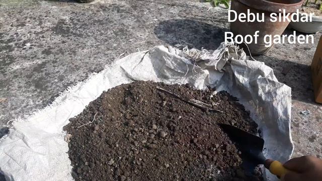 How to grow Gladiolus Flower Bulbs With,care tips:poting mix:গ্লাডিওলাস ফুলের বাল্ব থেকে চারা তৈরি смотреть онлайн