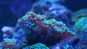 Aquarium 4K VIDEO (ULTRA HD) 🐠 Beautiful Coral Reef Fish - Relaxing Sleep Meditation Music