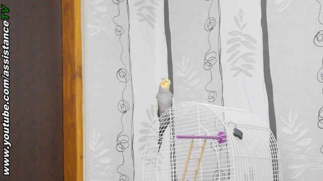 ЖОРА - ГОВОРИТ ЧЁТКО / ГОВОРЯЩИЙ ПОПУГАЙ КОРЕЛЛА смотреть онлайн