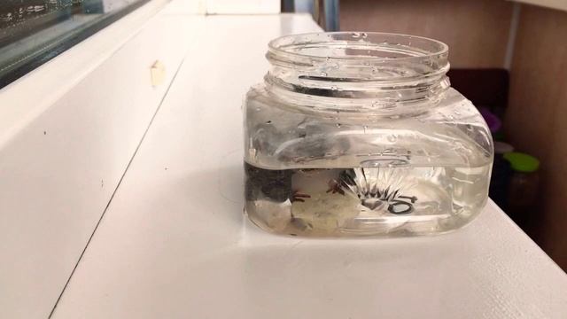 Оживет ли замерзшая ЖАБА! смотреть онлайн