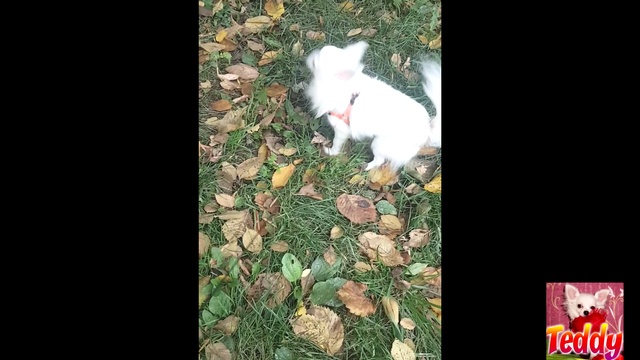 Чихуахуа собака Приколы чихуашкой Тедди гуляет на улице Мини собака Teddy Chih Порода Chihuahua Tedd смотреть онлайн
