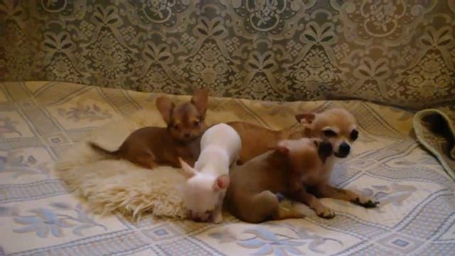 Щенки чихуахуа возраст 2 месяца смотреть онлайн